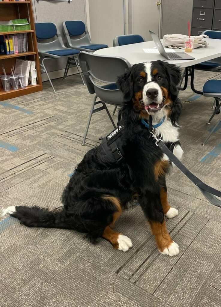 Hank the Therapy Dog